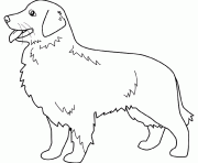 Coloriage dessin chien golden retriever
