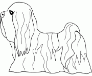 Coloriage dessin chien lhasa apso
