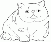 Coloriage chat Exotic Shorthair