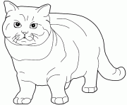 Coloriage chat British Shorthair