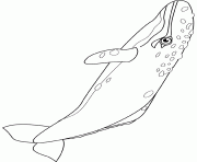 Coloriage gray whale