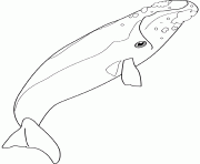 Coloriage right whale