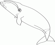 Coloriage baleine bowhead