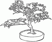 Coloriage bonsai un petit arbre