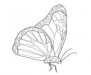 Coloriage papillon monarque
