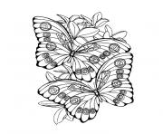 Coloriage papillon 3 sur Hugolescargot.com