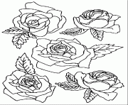 Coloriage plusieurs roses