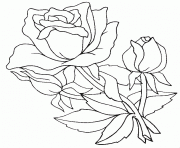 Coloriage roses 18