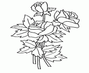 Coloriage roses 73
