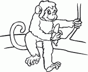 Coloriage Singe Dessin Singe Sur Coloriage Info