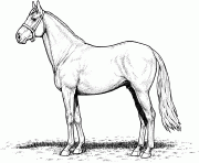 Coloriage cheval horse stallion