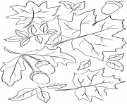 Coloriage automne feuilles and acorns fall