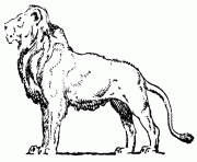 Coloriage East African lion or the Masai lion