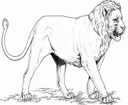 Coloriage short maned lion
