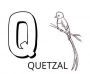 Coloriage lettre q comme quetzal