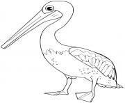 Coloriage pelican
