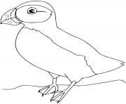 Coloriage macareux oiseau