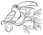 Coloriage oiseau toucan toco